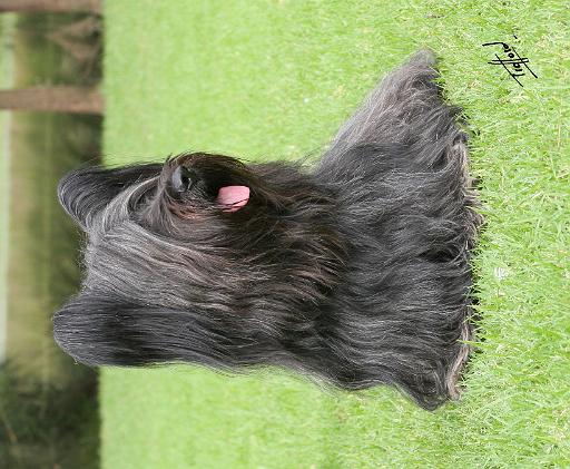 Skye Terrier 9Y766D-039.JPG